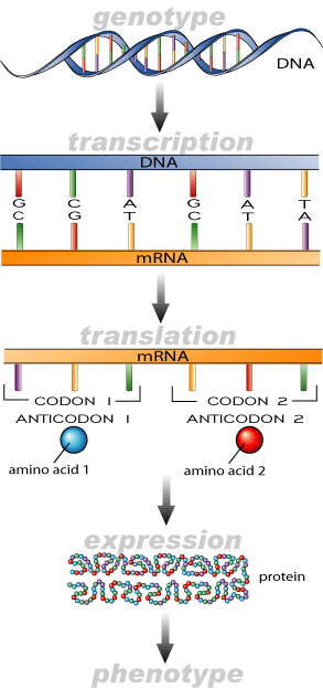 genopheno[1].gif